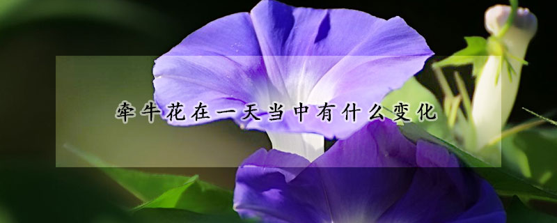 牽牛花在一天當中有什麼變化