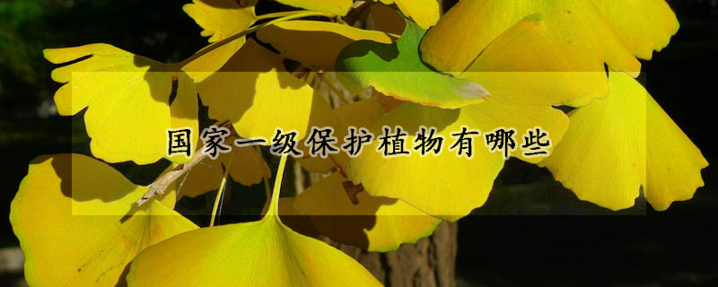 國家一級保護植物有哪些