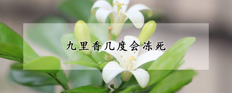 九裏香幾度會凍死