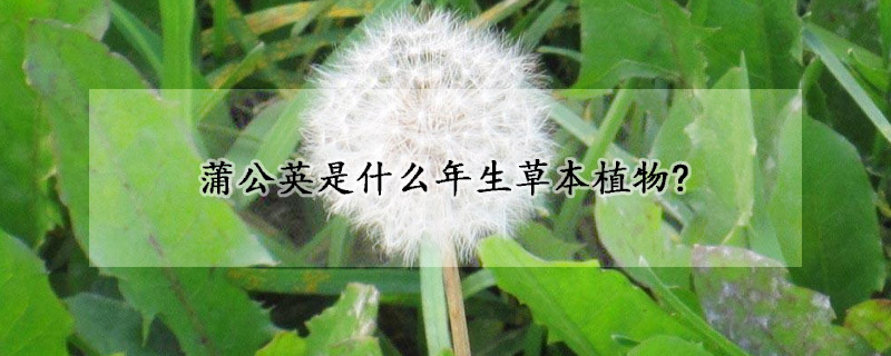 蒲公英是什麼年生草本植物?