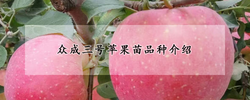 眾成三號蘋果苗品種介紹