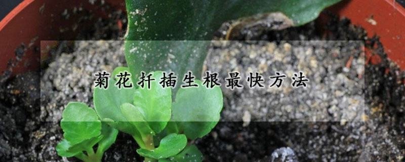 菊花扡插生根最快方法