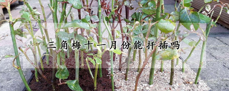 三角梅十一月份能扡插嗎