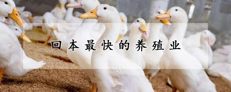 回本最快的養殖業