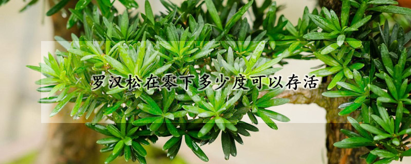 羅漢鬆在零下多少度可以存活