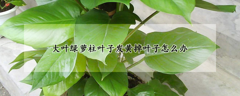 大葉綠蘿柱葉子發黃掉葉子怎麼辦