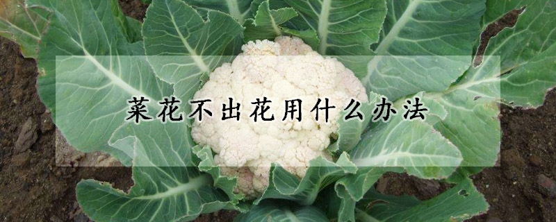 菜花不出花用什麼辦法