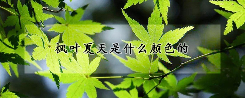 楓葉夏天是什麼顏色的