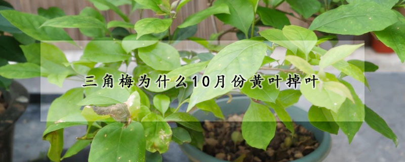 三角梅為什麼10月份黃葉掉葉