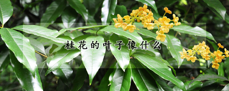 桂花的葉子像什麼
