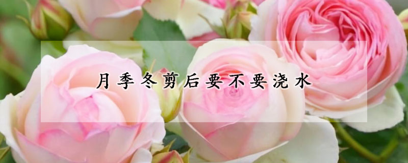 月季冬剪後要不要澆水