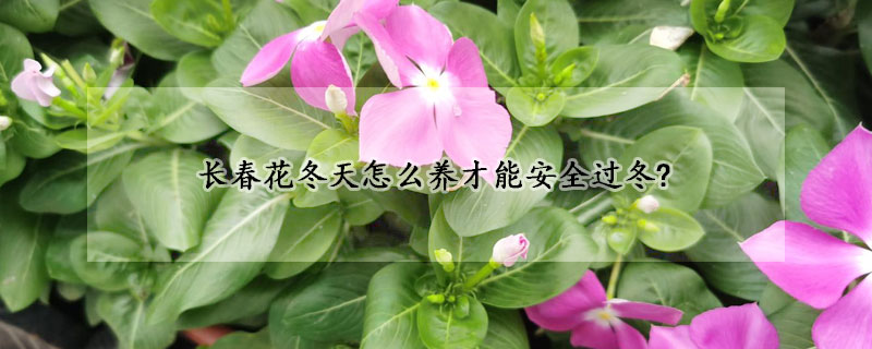 長春花冬天怎麼養才能安全過冬?