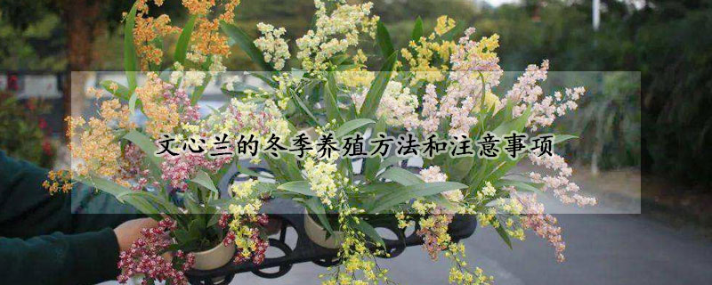 文心蘭的冬季養殖方法和注意事項