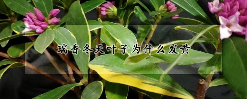 瑞香冬天葉子為什麼發黃