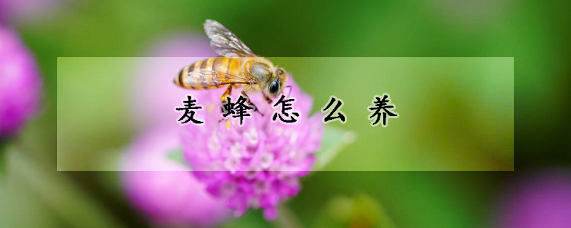 麥蜂怎麼養