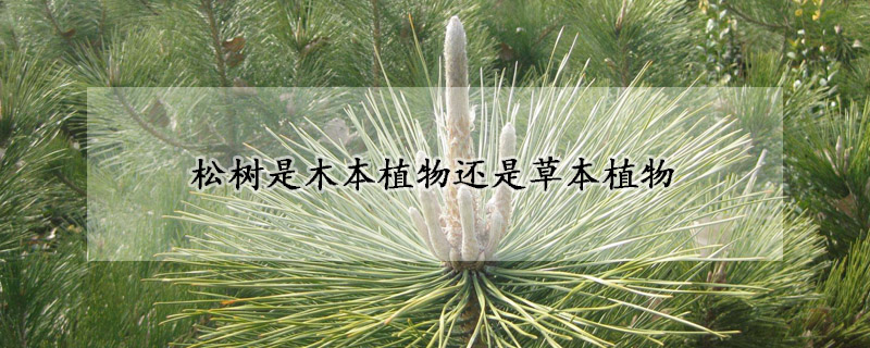 鬆樹是木本植物還是草本植物