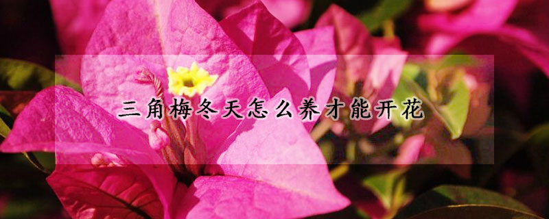三角梅冬天怎麼養才能開花