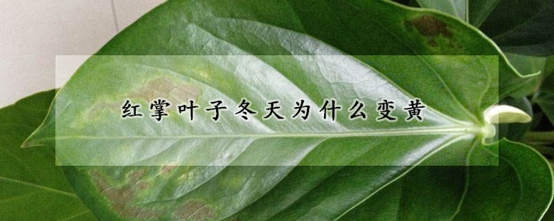 紅掌葉子冬天為什麼變黃