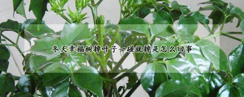 冬天幸福樹掉葉子一碰就掉是怎麼回事