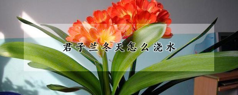 君子蘭冬天怎麼澆水