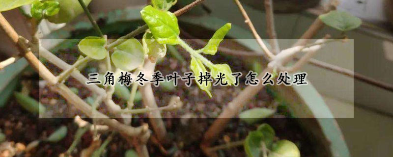 三角梅冬季葉子掉光了怎麼處理