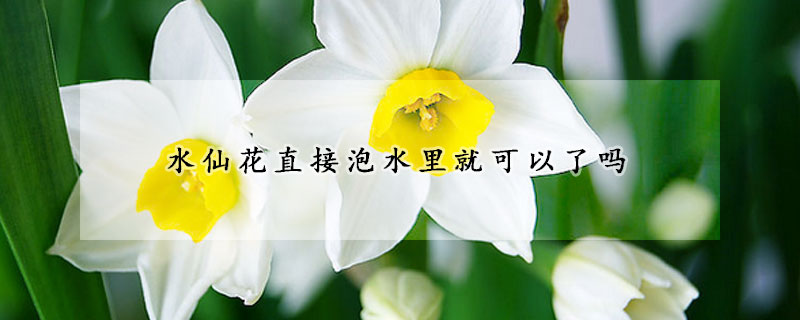水仙花直接泡水裏就可以了嗎