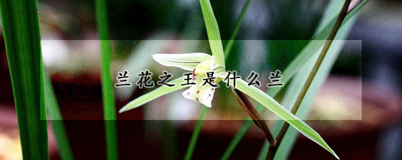蘭花之王是什麼蘭
