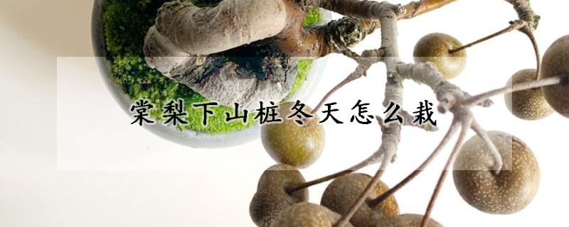 棠梨下山樁冬天怎麼栽