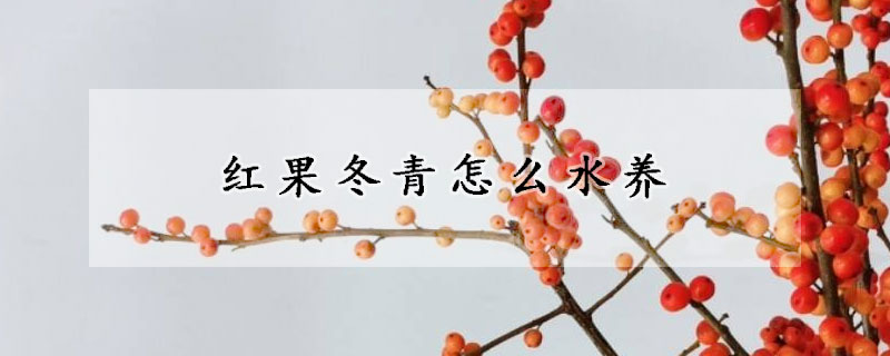 紅果冬青怎麼水養