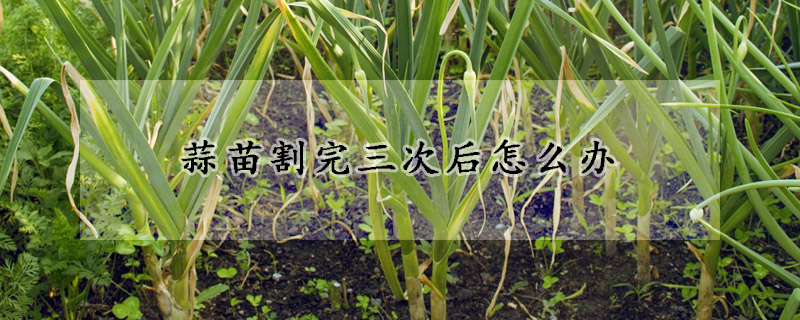 蒜苗割完三次後怎麼辦