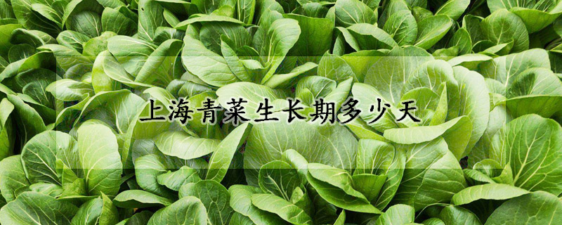 上海青菜生長期多少天