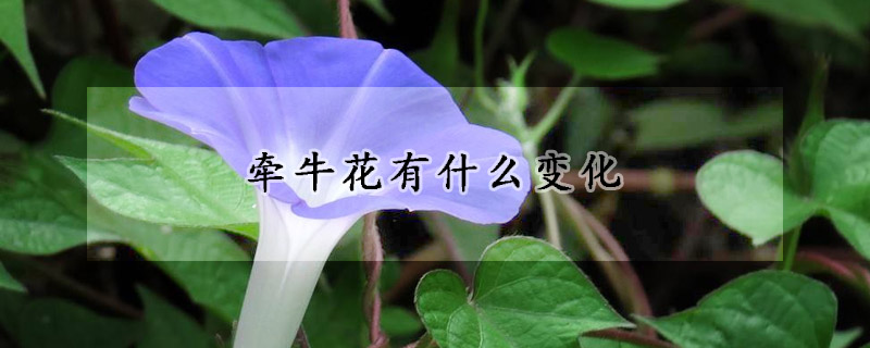 牽牛花有什麼變化