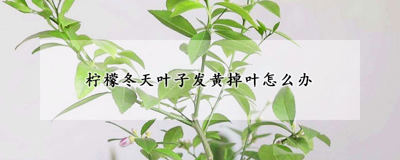 檸檬冬天葉子發黃掉葉怎麼辦