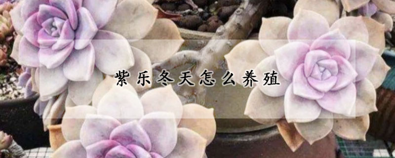 紫樂冬天怎麼養殖