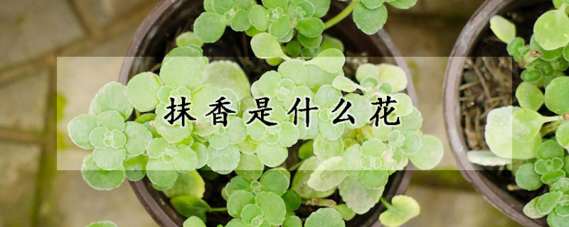 抹香是什麼花