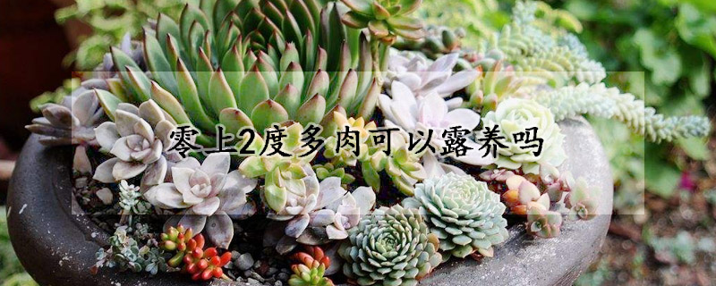 零上2度多肉可以露養嗎