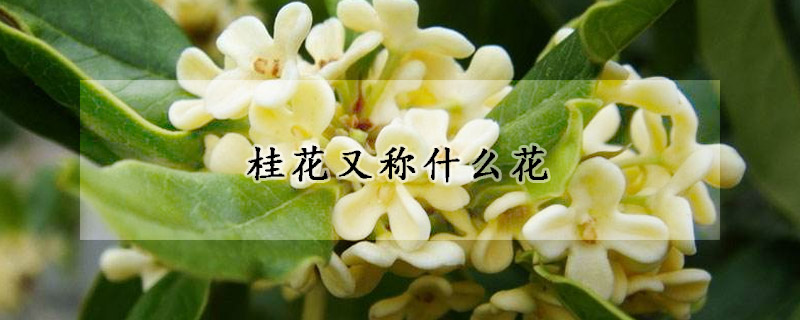 桂花又稱什麼花