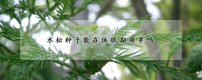 水鬆種子能在休眠期萌芽嗎