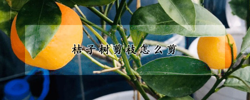 桔子樹剪枝怎麼剪