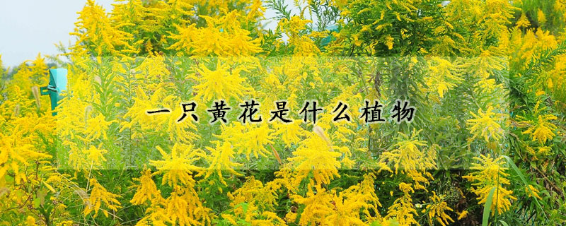 一隻黃花是什麼植物