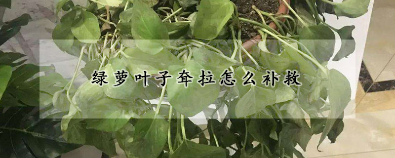 綠蘿葉子耷拉怎麼補救