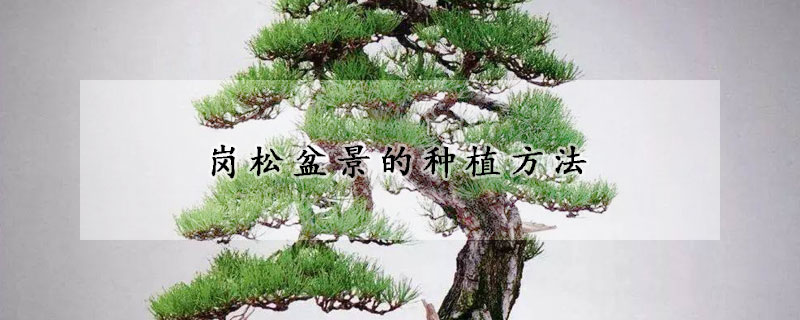 崗鬆盆景的種植方法