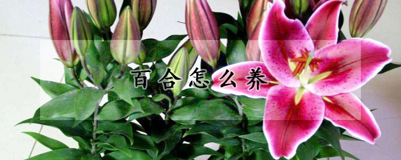 百合怎麼養