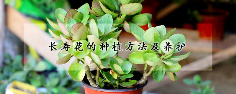 長壽花的種植方法及養護