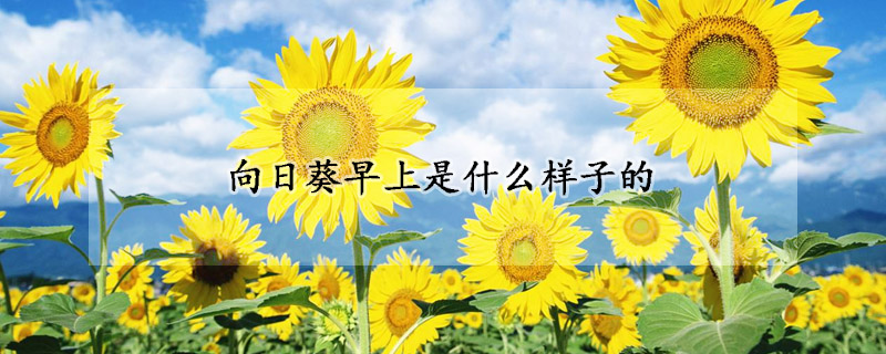 向日葵早上是什麼樣子的