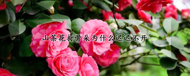山茶花打骨朵為什麼遲遲不開