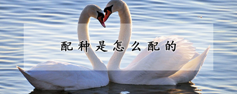 配種是怎麼配的