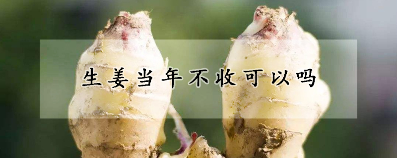 生薑當年不收可以嗎