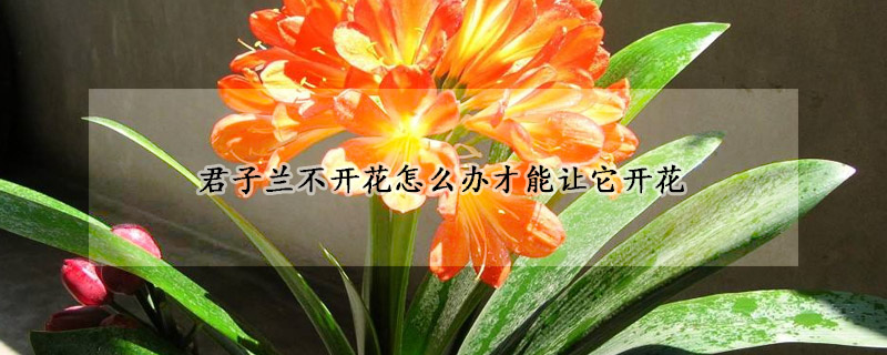 君子蘭不開花怎麼辦才能讓它開花