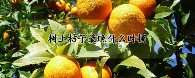 樹上桔子最晚什麼時摘